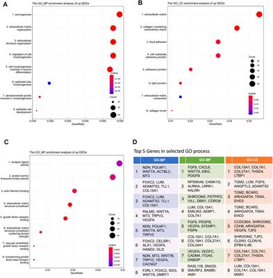 Novel Brain-Stiffness-Mimicking Matrix Gel Enables Comprehensive Invasion Analysis of 3D Cultured GBM Cells